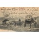 65 LES PYRENEES. Un Attelage Montagnard 4 Boeufs et une Mule 1912