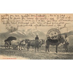 65 LES PYRENEES. Un Attelage Montagnard 4 Boeufs et une Mule 1912