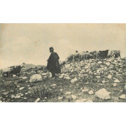 GRECE. Pastore, costume Greco et ses Moutons 1917