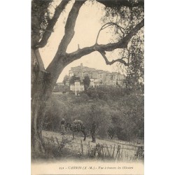 06 CARROS. Mule portant du bois vue à travers les Oliviers 1923