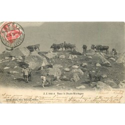 Près GENEVE. Troupeau de vaches dans la Haute-Montagne 1910