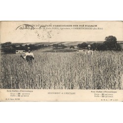 67 OBERBETSCHDORF. Effet sulfate d'ammoniaque sur blé d'Alsace par Foell Agriculteur 1925