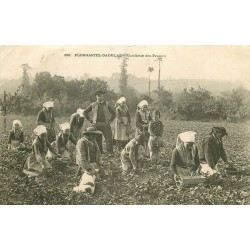 29 PLOUGASTEL-DAOULAS. La Cueillette des Fraises 1903