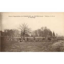 80 BOVES près. Ecole d'Agriculture du PARACLET, vaches à l'Herbage 1935