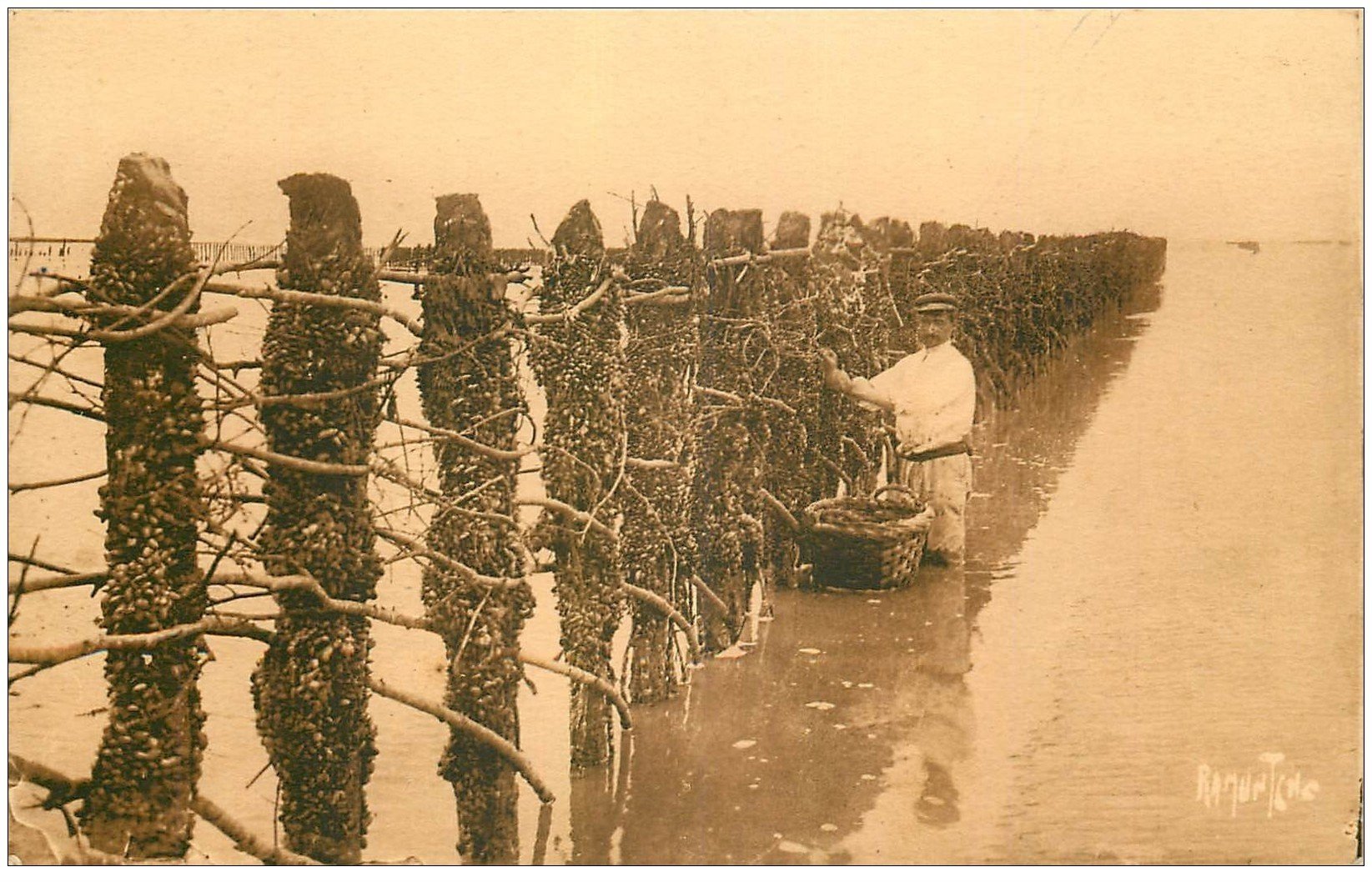 carte postale ancienne 17 CHATELAILLON. La Mytiliculture. Pêcheurs de Bouchots. Moules et Huîtres 1947