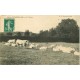 71 CHALON-SUR-SAONE. La Sieste des Boeufs Charollais 1910