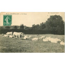 71 CHALON-SUR-SAONE. La Sieste des Boeufs Charollais 1910