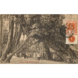Sri Lanka CEYLON. Banyan Tree Kalutara 1913