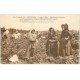 carte postale ancienne 17 ILE D'OLERON. Récolte des Artichauds. Métiers de la Campagne