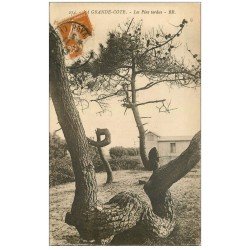 carte postale ancienne 17 LA GRANDE COTE. Les Pins tordus 1923