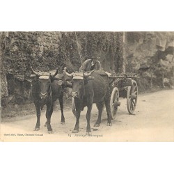 63 CLERMONT FERRAND. Attelage de Boeufs Auvergnat 1904