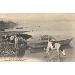 LEMAN. Vaches sur les Rives 1907