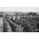 18 Vendanges en Sancerrois 1951