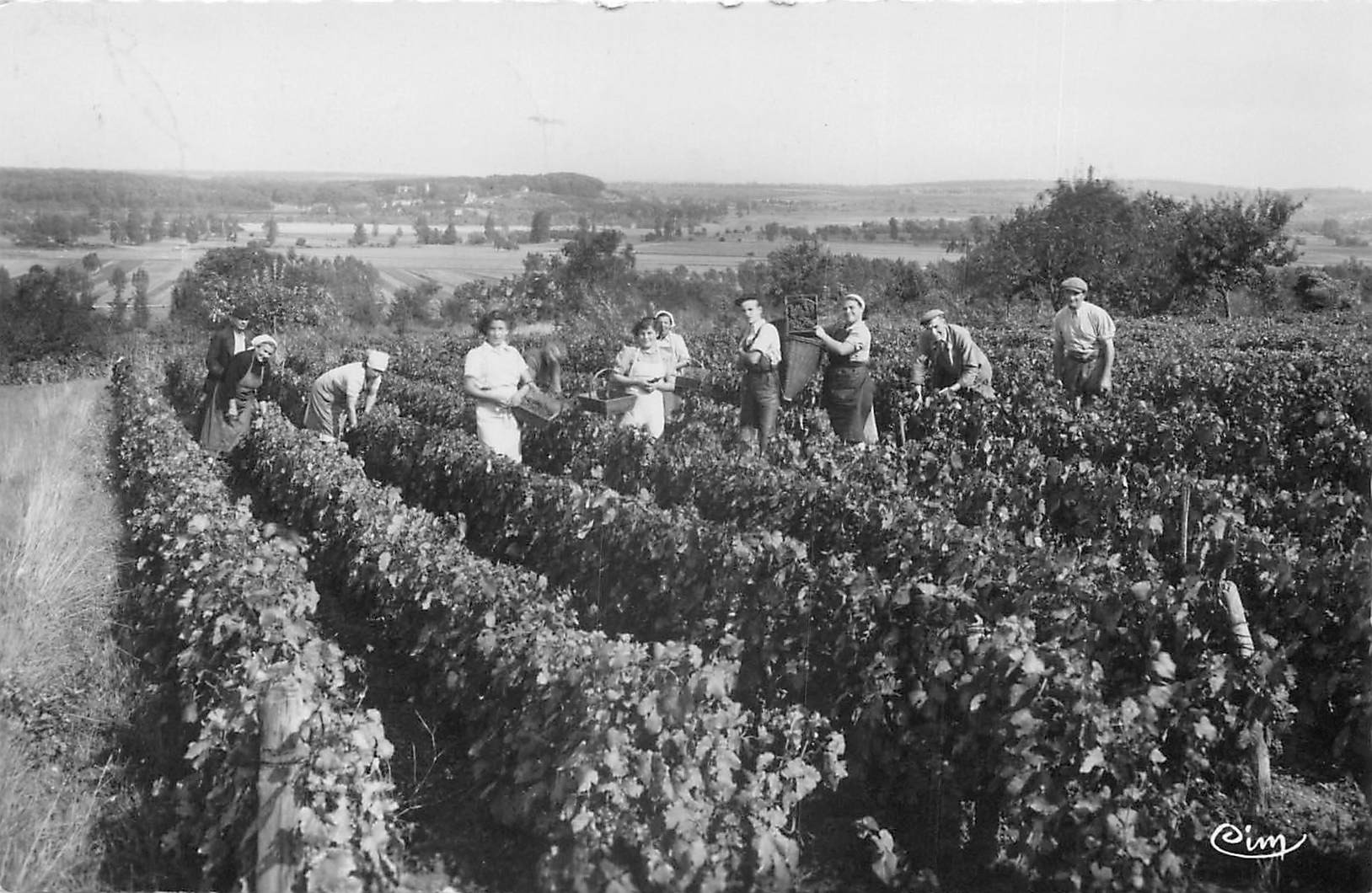 Sancerrois 18 Vendanges en Sancerrois 1951