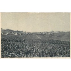 51 CRAMANT. Un Vignoble Champenois. Vins et Vignes