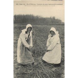 17 ILE D'OLERON. Femmes du Pays ramassant le sarment. Vieux métiers