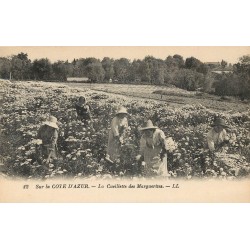 06 LA COTE D'AZUR. La Cueillette des Marguerites