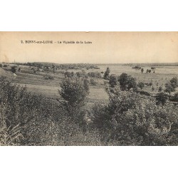 45 BONNY-SUR-LOIRE. Le Vignoble de la Loire