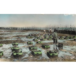 33 ARCACHON. Les Collecteurs dans le Parc à Huîtres 1955