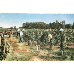 33 LIBOURNE. Vendanges 1961