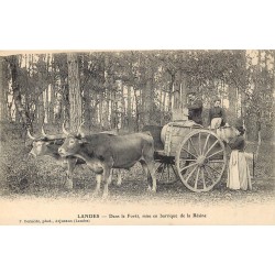 40 LANDES. Mise en barrique de la Résine dans la Forêt. Attelage Boeufs