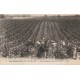 37 VOUVRAY. Les Vendanges en Touraine Vendangeurs dans un Vignoble 1929