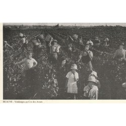 21 BEAUNE. Cpsm les Vendanges au Cos des Avaux
