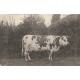 50 CARENTAN et SAINT-LO. La Vache Paquerette ayant obtenue le 1° prix...