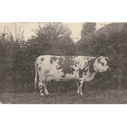 50 CARENTAN et SAINT-LO. La Vache Paquerette ayant obtenue le 1° prix...