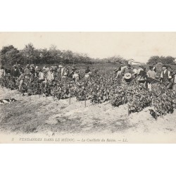 33 Vendanges dans LE MEDOC. La Cueillette du Raisin dans les Vignes