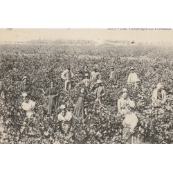 13 Les Vendanges en Provence. Vignes, raisins avec vigneronnes
