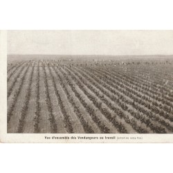 49 INGRANDES Vignobles et Caves de la BOUVRAIE-ANJOU. Vendangeurs au travail
