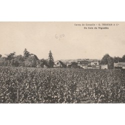 49 SAUMUR. Caves à Grenelle Tessier un Coin du Vignoble