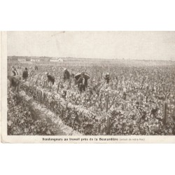 49 BESNARDIERE. Vignobles & Caves de la Bouvraie-Anjou. Vendangeurs au travail