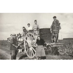 41 THORE LA ROCHETTE. Les Vendanges attelage et vendangeurs