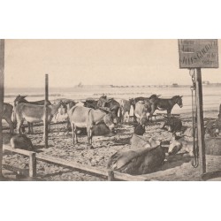 85 LES SABLES-D'OLONNE. Guilbaud loueur d'ânes au repos bien mérité
