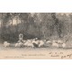 40 ARJUZANX. Echassier Landais gardant ses Moutons 1904