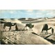 Lot 12 cpsm MAROC. Agadir Rabat Marrakech Tanger Casablanca Laghouat Bassour Tebessa Tafilalet Meknes