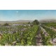 Métiers AGRICULTURE. Vendanges en Champagne. Vignes, raisins, vignerons, cépages, vins 1959