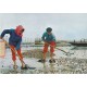33 ARCACHON. Travaux Ostréïcoles, le ramassage des Huîtres dans les Parcs de culture 1968