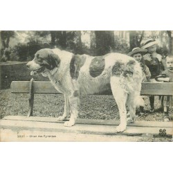 ANIMAUX. Chien des Pyrénées sur banc et enfants 1905