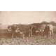 AGRICULTURE. RARE Photo cpa d'un Paysan agriculteur avec ses 4 boeufs de trait