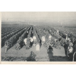 51 CHIGNY-LES-ROSES. Le raisin dans le vignoble champenois. Vins, vignes, vignobles et vendanges