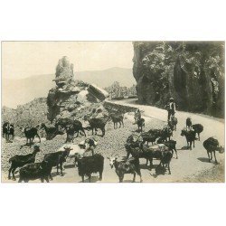 20 CORSE. Piana. Chevrier dans les Calanches. Carte de luxe LL.50