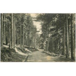 carte postale ancienne 20 CORSE. Vizzavona. La Forêt Route d'Ajaccio. Carte de Luxe LL.