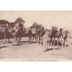 Maroc BOU-DENIB. Arrivée d'un convoi de Chameaux 1928