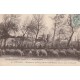 84 AVIGNON. Moutons au pâturage, Île de Barthelasse, près le Pont St-Benezet 1907