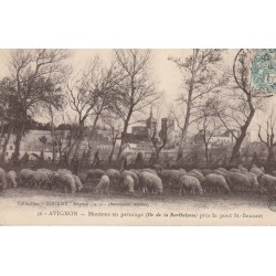 84 AVIGNON. Moutons au pâturage, Île de Barthelasse, près le Pont St-Benezet 1907