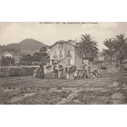 83 HYERES. La Cueillette des Fraises.
