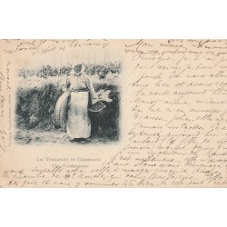 51 Les Vendanges en Champagne. UNE VENDANGEUSE dans ses Vignes 1901 vins raisins